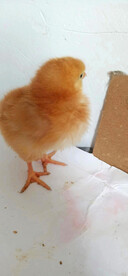 小鸡仔