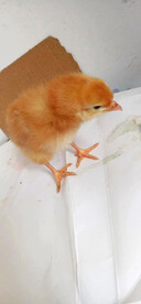小鸡仔 
