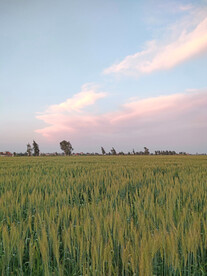 小麦地