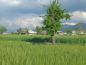 小麦