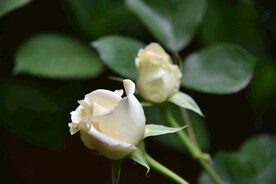 月季花