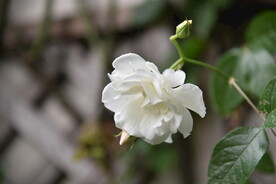 月季花