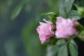 月季花
