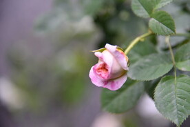 月季花