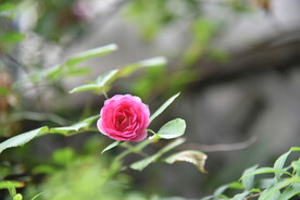 月季花