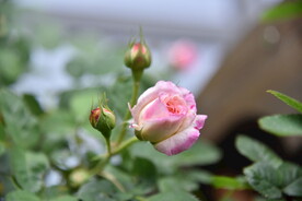 月季花