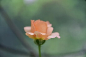月季花