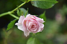 月季花