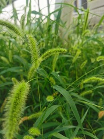  狗尾草