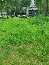 草地 