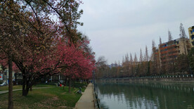 河景和樱花