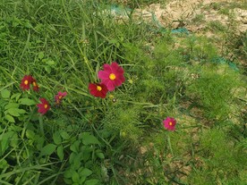 波斯菊