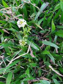 小野球花