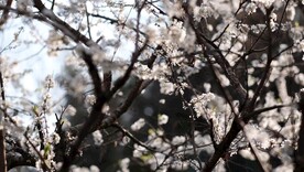 梨花