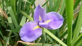 鸢尾花