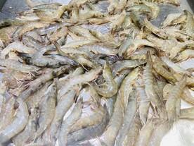 基围虾 摄影