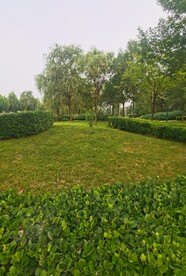 草坪