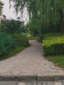 草坪