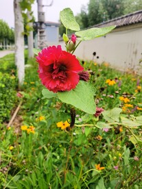 蜀葵
