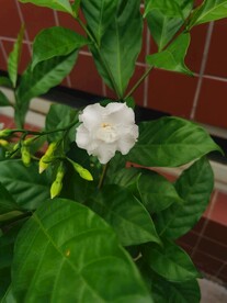 茉莉花