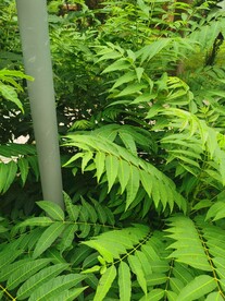 香椿