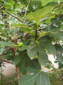 无花果