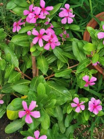 长春花