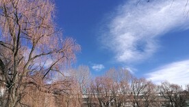 蓝天和树木