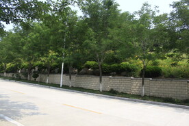公园风景