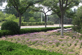 公园风景