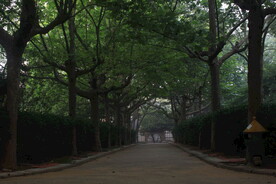 公园美景绿荫