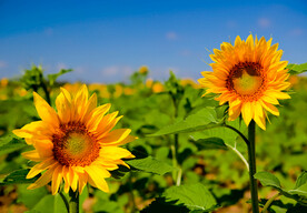 田野葵花