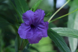 蓝花草 