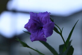 蓝花草 