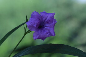 蓝花草