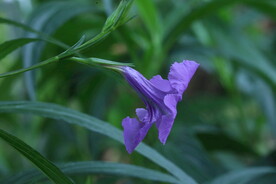 蓝花草