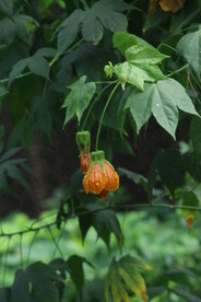 灯笼花