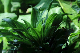 观叶花草