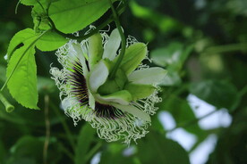 百香果花