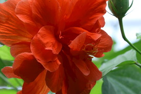 朱槿花