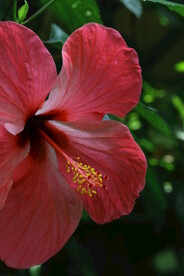 朱槿花 
