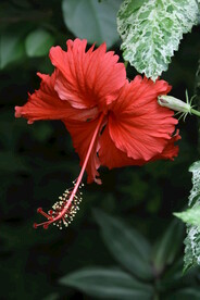 朱槿花 