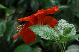 朱槿花