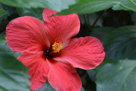 朱槿花 