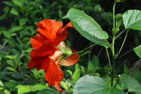 朱槿花 