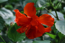 朱槿花 