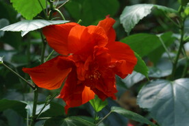 朱槿花 