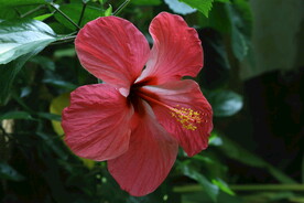 朱槿花 