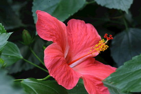 朱槿花 