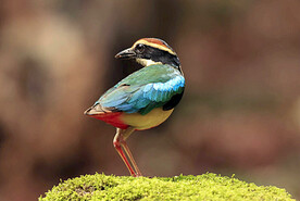 仙八色鸫图